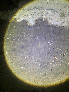 ?
Balean vivienda de alcaldesa interina de Paraíso, tres días después de asumir el cargo
