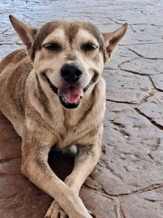 Conoce a Enrique, el auxiliar de cuatro patas del Palacio Municipal
