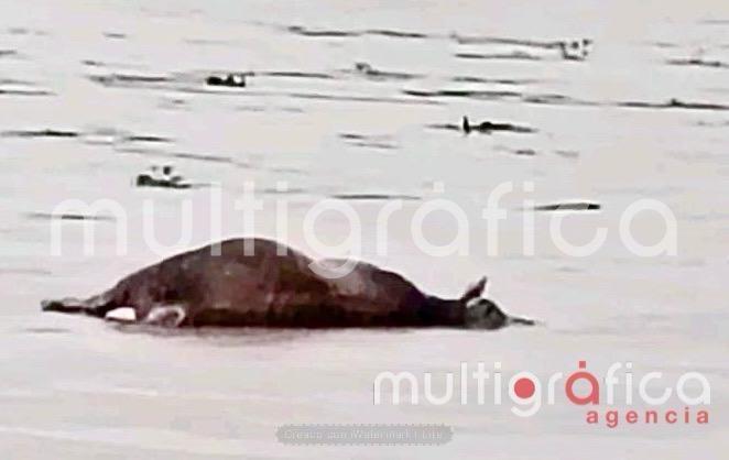 Crecida del río Coatzacoalcos arrastra ganado en Hidalgotitlán; alertan a productores