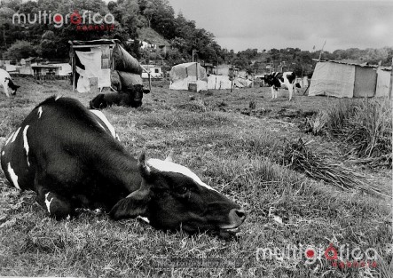 Dos momentos completamente distintos en un mismo lugar.

Las imágenes del fotógrafo Alberto Morales muestran el antes y el después de una zona por donde circula el cauce del río Carneros, en Xalapa.

Las fotografías antiguas, que datan aproximadamente de los años 80, muestran que todavía no existía el Fraccionamiento Presa de San Bruno. El paisaje era otro: había terreno abierto y el río Carneros corría por la zona, con un espacio mucho más amplio a su alrededor.

Las fotografías actuales, tomadas este lunes 5 de octubre de 2026, muestran el mismo entorno después de décadas de crecimiento urbano. Con el paso de los años llegaron las construcciones, se trazaron calles, aparecieron viviendas y terminó por levantarse el fraccionamiento que hoy se encuentra junto a la presa de San Bruno, sobre la avenida Mártires del 28 de Agosto, camino a Tlalnehuayocan.

Sin embargo, la memoria del río sigue ahí.

Comparar las imágenes antiguas con las actuales, después de lo ocurrido el 28 de septiembre en Híper San Bruno, permite dimensionar cuánto cambió este lugar con el paso del tiempo.

Y también invita a reflexionar sobre algo que permanece: antes de que llegaran las calles, las casas y el concreto, el río ya tenía su propio camino.