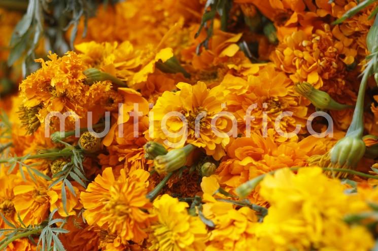 Se llena de color y aroma el mercado San José con las flores de Día de Muertos